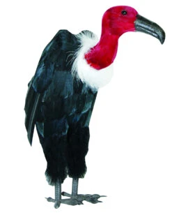 Aasgeier Mit Schwarzem Schnabel & Federn