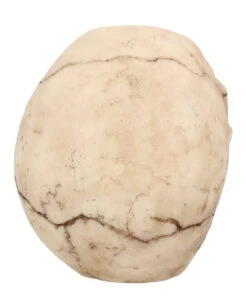 Kleiner Grinsender Totenkopf 12cm 10 Kleiner Grinsender Totenkopf 12cm -Karneval-Universe kleiner grinsender totenschaedel small joker skull totenkopf dekoration gothic deko 50730 05